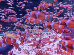 -海合安成都极地海洋公园