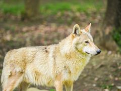 -常州淹城野生动物世界