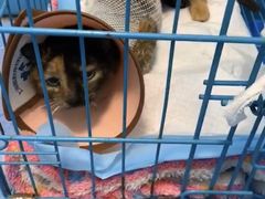 -顺强宠物诊所·狂犬免疫·夜诊·骨科(嘉定店)