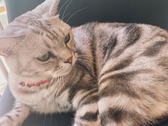 -平行世界·猫咖(首经贸店)