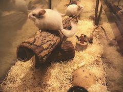 -momokira米努特·德文卷毛猫·棉花面纱犬