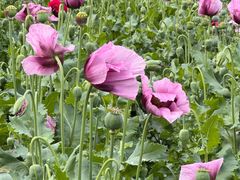 -国家植物园南园