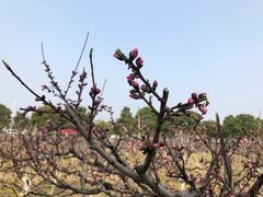 -南汇水蜜桃采摘(大团店)