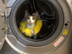 -momokira米努特·德文卷毛猫·棉花面纱犬