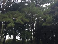 -汉拿树木园
