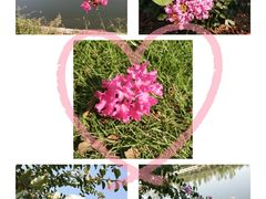 -武汉紫薇都市田园