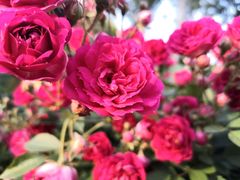 -洋湖国家湿地公园