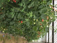 多利农庄有机体验馆-上海多利农业发展有限公司