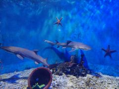 -太平洋海底世界