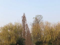 -洋湖国家湿地公园