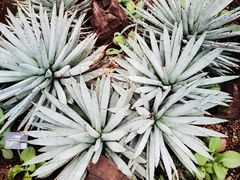 -北京植物园-展览温室
