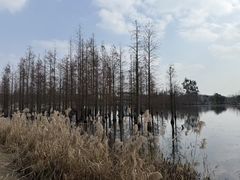 -白鹭湾湿地公园