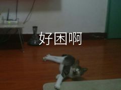 -恒康宠物医院(司背后街店)