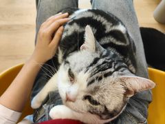 -有喵·猫咖·狗咖·30几只猫10只小狗(岗厦店)