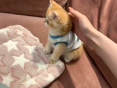 -袖虎·猫馆(体育西路店)