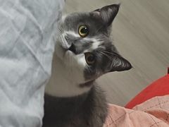-纳吉亚猫专科动物医院·北北分院