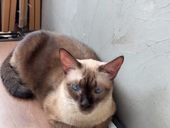 -Heymao猫咖.咖啡厅(东门店)