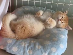 -东方名猫馆·英短金渐层布偶猫舍(环线广场1号楼店)