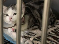 -安安宠医·安宠宠物医院