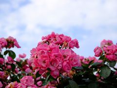 -上海滨江森林公园