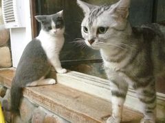 -猫咪博物馆(顶澳仔猫街店)