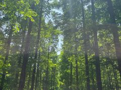 -黄海国家森林公园