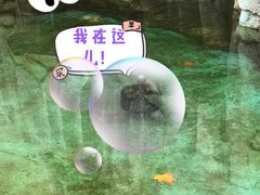 -西双版纳原始森林公园