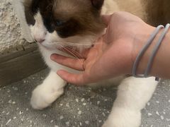 -共舞时光猫咖·狗咖(新街口店)