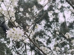 -樱桃山旅游景区