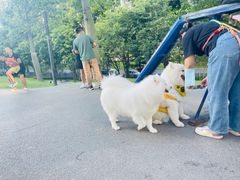 -景田北六街公园宠物主题园