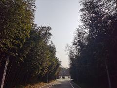 -都江堰中华大熊猫苑