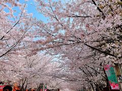 -高东镇樱花园