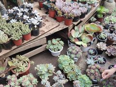 -桂林市花鸟市场