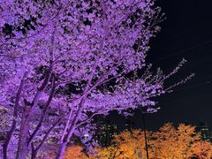 -西北湖绿化广场