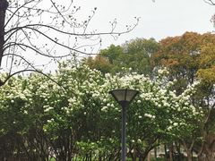 -蠡湖大桥公园