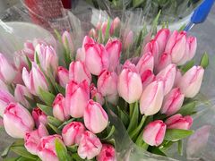 -三圣花乡旅游区