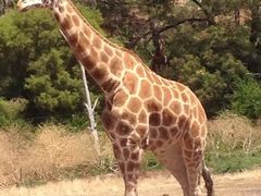 -威勒比开放式动物园