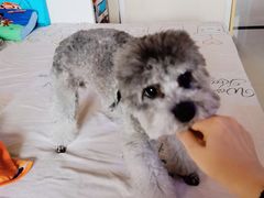 -宠物家(角门东店)