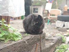 -黄桷坪涂鸦艺术街
