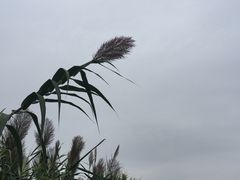 -眉山湿地公园(东坡区)
