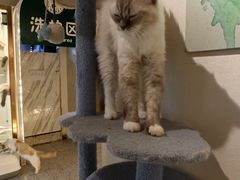 -喵喵咪呀布偶猫咖(春熙路店)
