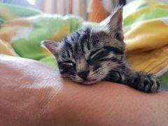 -爱侣宠医·鹦鹉专科·小型哺乳类·异宠专科(灵石路店)