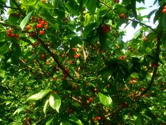 -樱桃山旅游景区