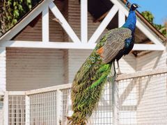 -J Create城市露营咖啡·简餐·宠物(上海动物园店)