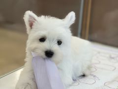 -翊宠yipet猫狗购宠庄园犬舍•猫舍