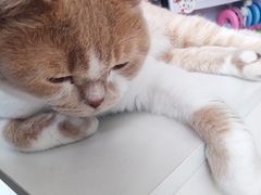 -诺比宠物医院心脏内科·泌尿肾内外科·骨科急重症