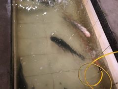 -庆岭迎宾园正宗活鱼馆