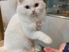 -楼上猫咖(罗湖店)