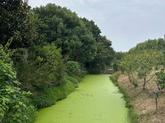 -合肥滨湖国家森林公园