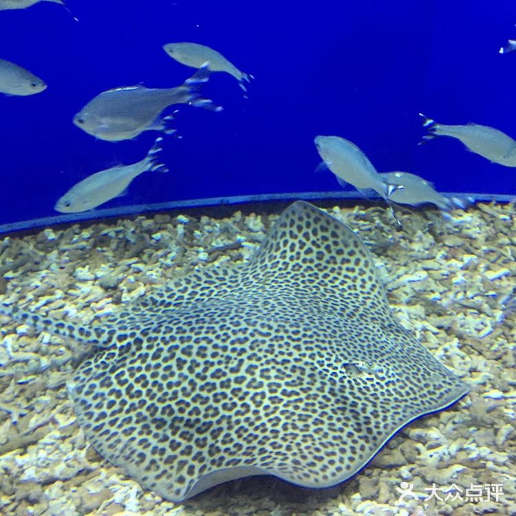 大阪海游馆不可错过